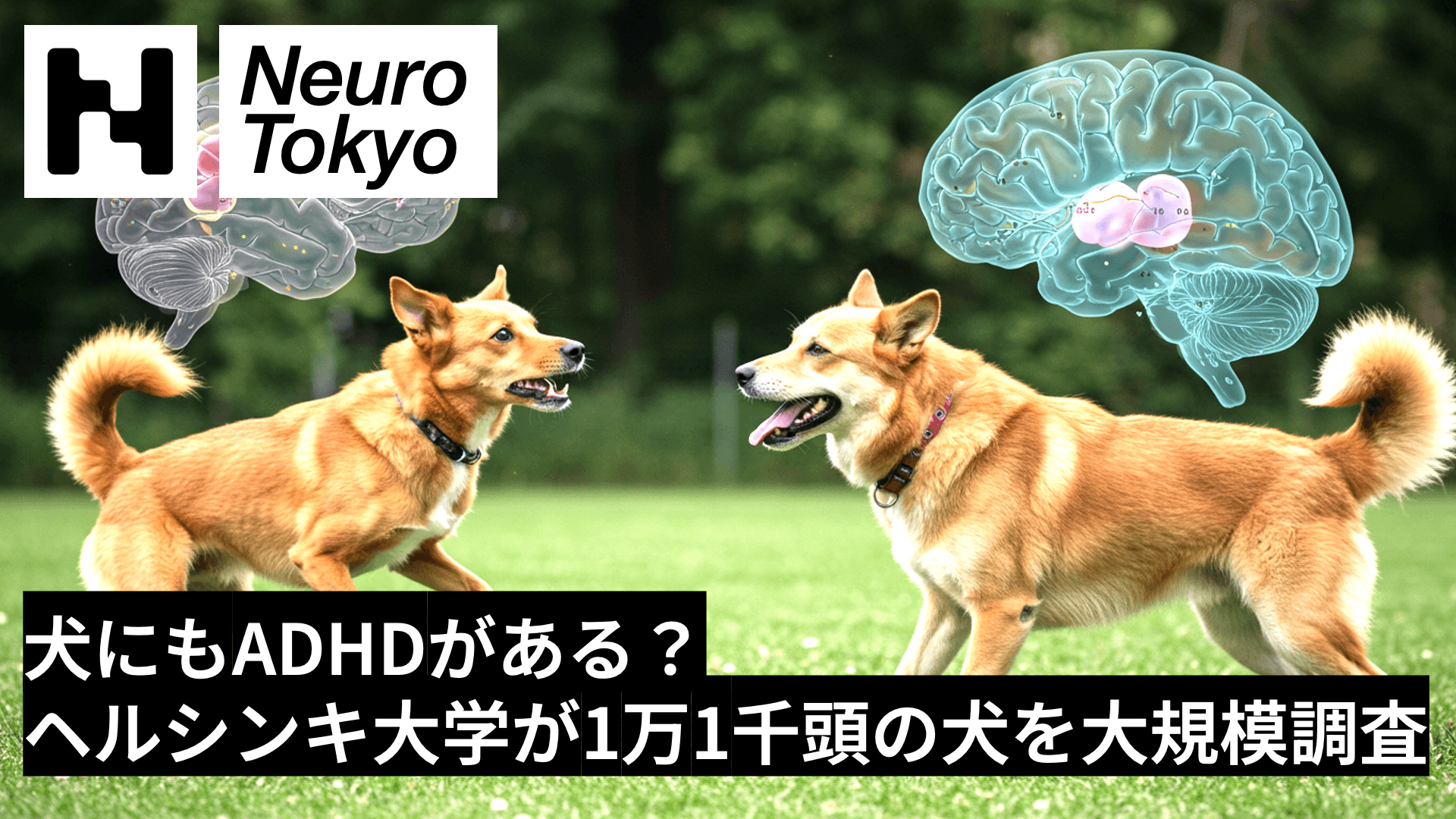 【犬にもADHDがある？】ヘルシンキ大学が1万1000頭の犬を大規模調査：犬のADHD特性を研究